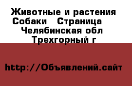 Животные и растения Собаки - Страница 6 . Челябинская обл.,Трехгорный г.